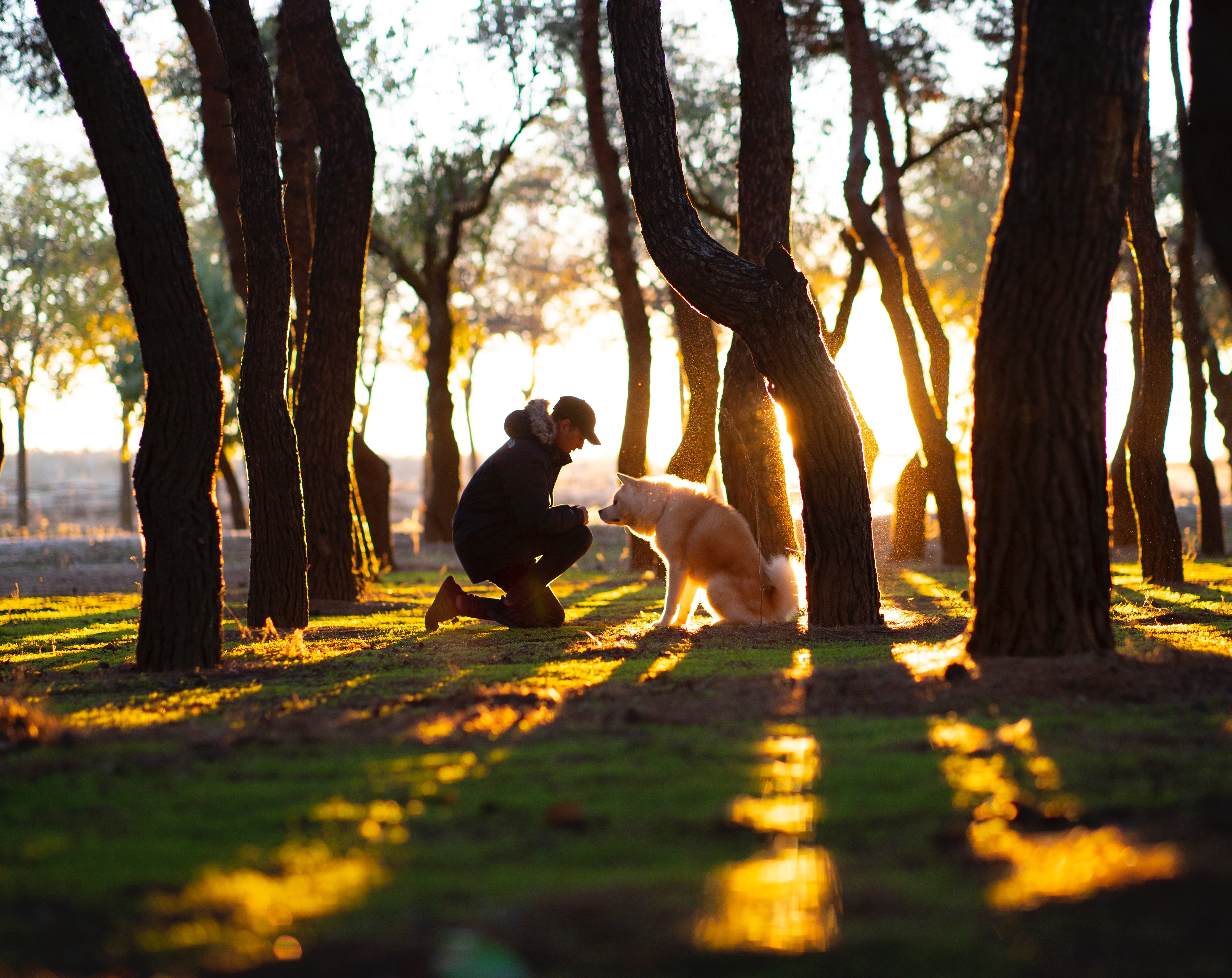 A man kneeling beside a dog between the trees at a park