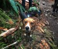 Outdoor Guide for Dogs in Washington State