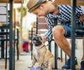 Dog Friendly Spots in the Greater Seattle Area